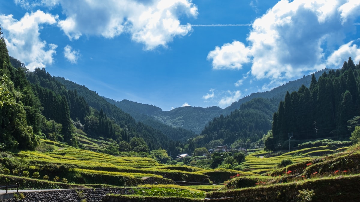 山林の風景